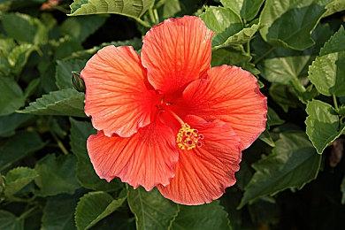 《掘地求财》发售日预告 2月7日发售